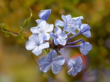 Flores de bach
